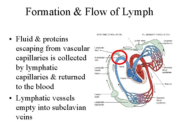 Formation & Flow of Lymph • Fluid & proteins escaping from vascular capillaries is