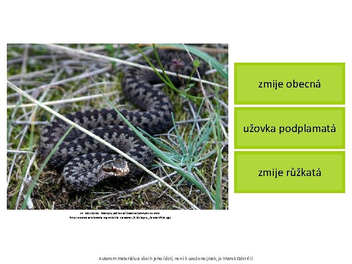 zmije obecná užovka podplamatá zmije růžkatá [cit. 2012 -10 -01]. Dostupný pod licencí Creative