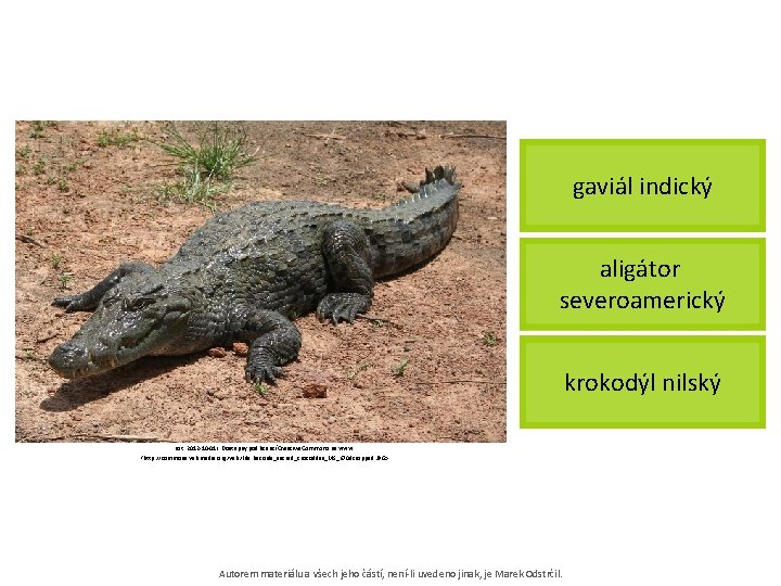 gaviál indický aligátor severoamerický krokodýl nilský [cit. 2012 -10 -01]. Dostupný pod licencí Creative