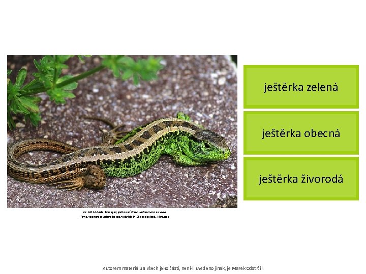 ještěrka zelená ještěrka obecná ještěrka živorodá [cit. 2012 -10 -01]. Dostupný pod licencí Creative