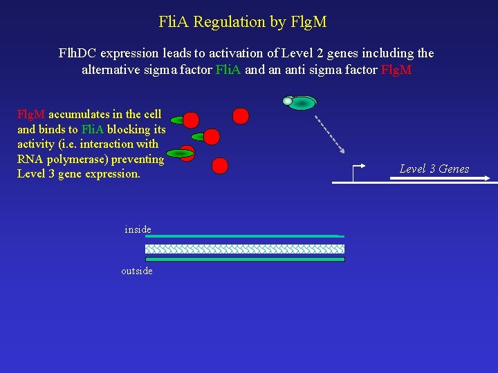 Fli. A Regulation by Flg. M Flh. DC expression leads to activation of Level