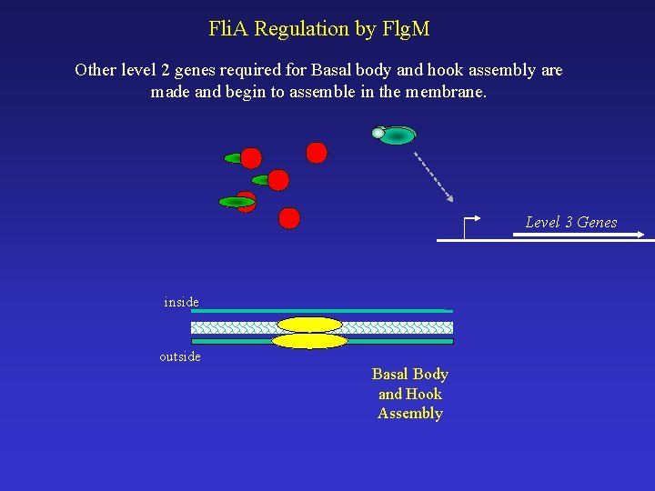 Fli. A Regulation by Flg. M Other level 2 genes required for Basal body