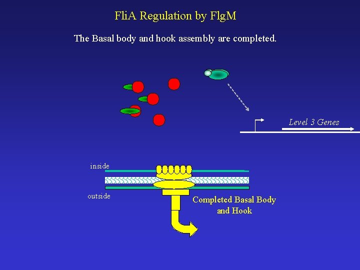Fli. A Regulation by Flg. M The Basal body and hook assembly are completed.