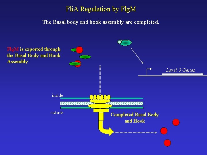 Fli. A Regulation by Flg. M The Basal body and hook assembly are completed.