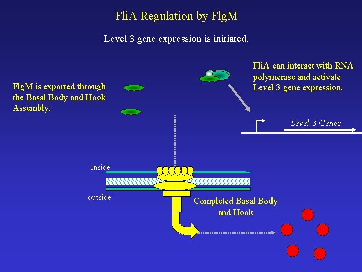 Fli. A Regulation by Flg. M Level 3 gene expression is initiated. Flg. M