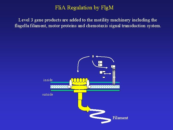 Fli. A Regulation by Flg. M Level 3 gene products are added to the