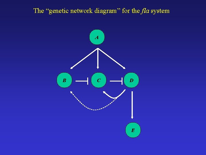 The “genetic network diagram” for the fla system A B C D E 