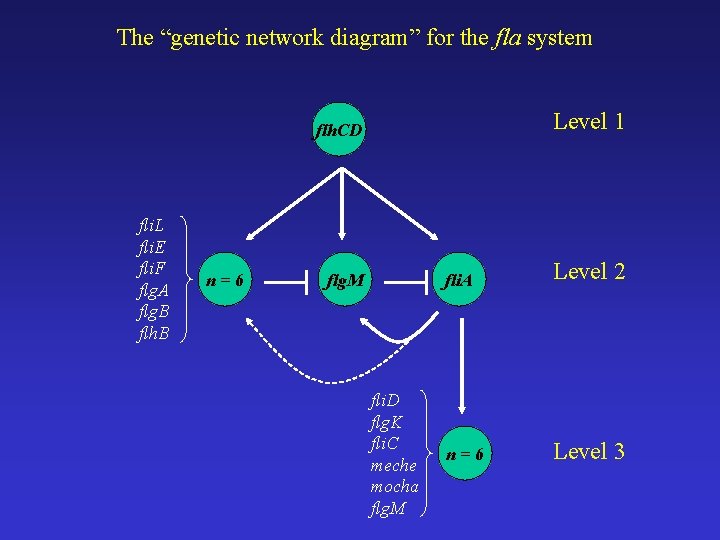 The “genetic network diagram” for the fla system Level 1 flh. CD fli. L