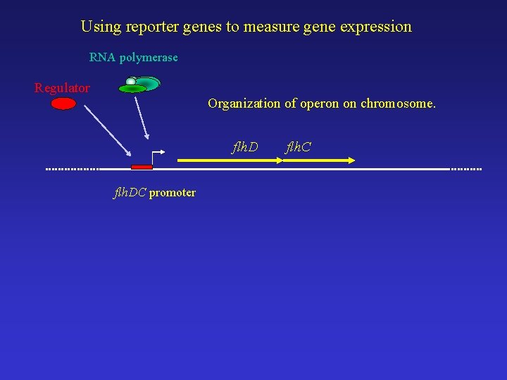 Using reporter genes to measure gene expression RNA polymerase Regulator Organization of operon on