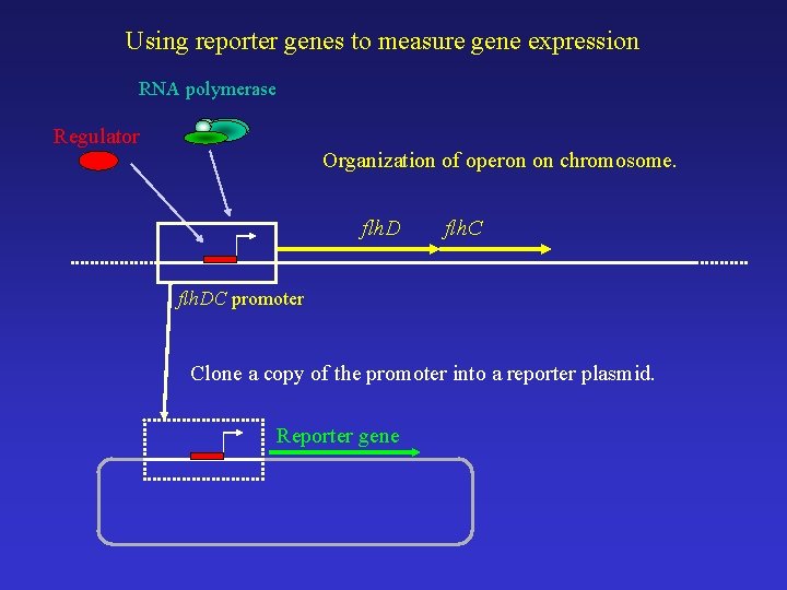 Using reporter genes to measure gene expression RNA polymerase Regulator Organization of operon on