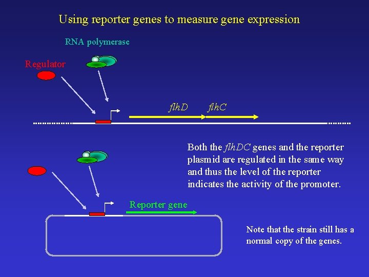 Using reporter genes to measure gene expression RNA polymerase Regulator flh. D flh. C