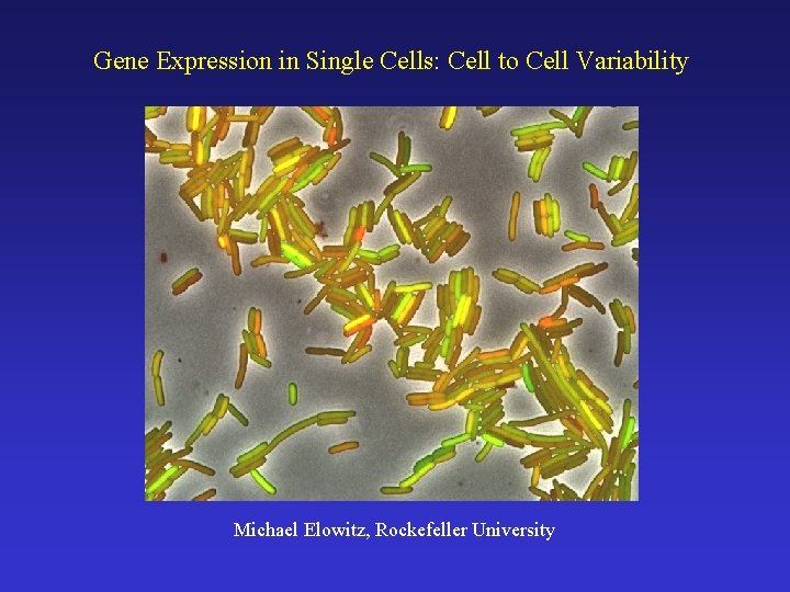 Gene Expression in Single Cells: Cell to Cell Variability Michael Elowitz, Rockefeller University 