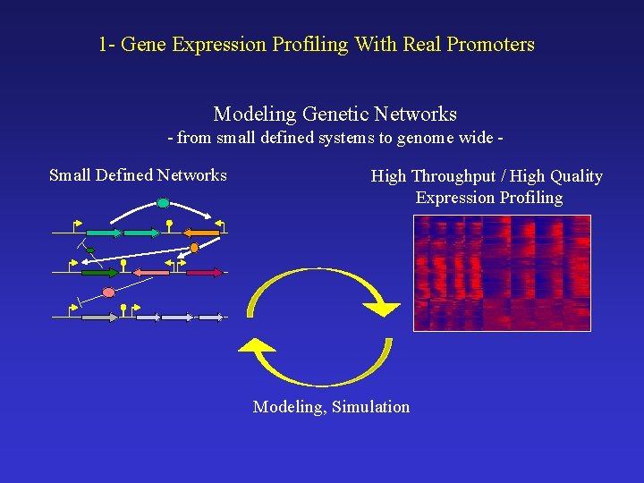 1 - Gene Expression Profiling With Real Promoters Modeling Genetic Networks - from small
