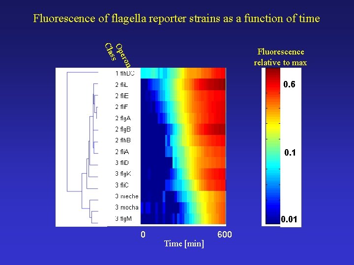 Fluorescence of flagella reporter strains as a function of time n ero Op s