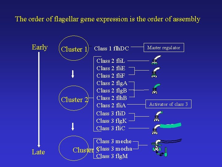 The order of flagellar gene expression is the order of assembly Early Cluster 1