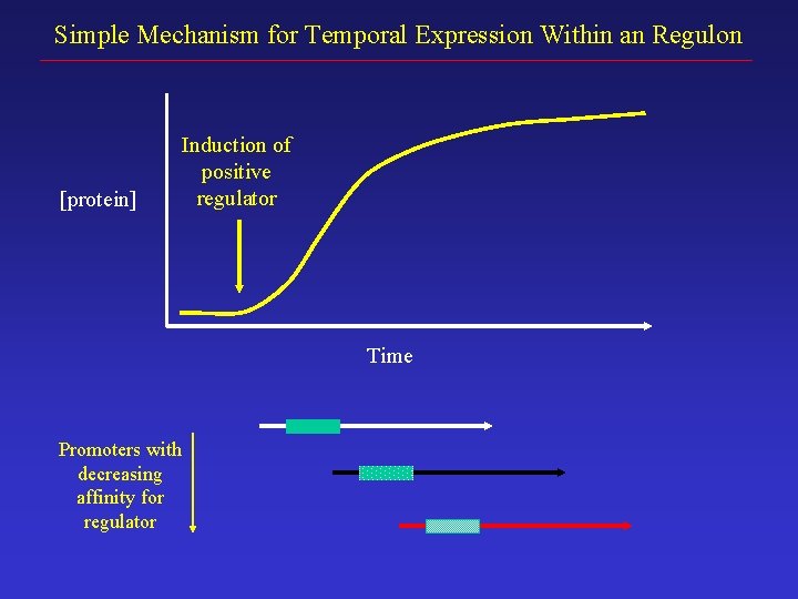 Simple Mechanism for Temporal Expression Within an Regulon [protein] Induction of positive regulator Time