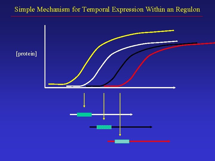 Simple Mechanism for Temporal Expression Within an Regulon [protein] 