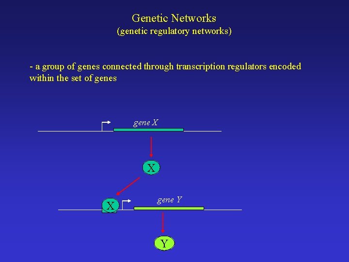 Genetic Networks (genetic regulatory networks) - a group of genes connected through transcription regulators