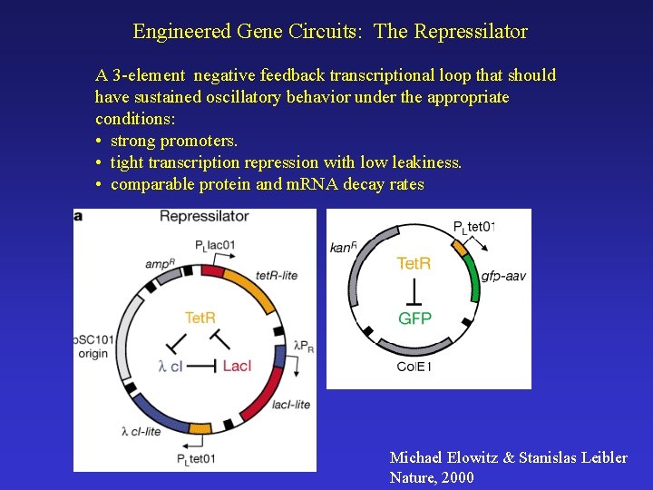 Engineered Gene Circuits: The Repressilator A 3 -element negative feedback transcriptional loop that should
