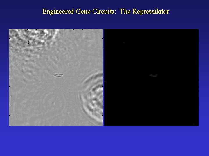 Engineered Gene Circuits: The Repressilator 