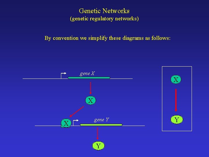 Genetic Networks (genetic regulatory networks) By convention we simplify these diagrams as follows: gene
