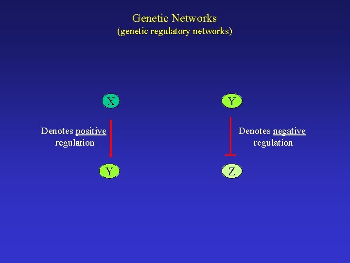 Genetic Networks (genetic regulatory networks) X Y Denotes positive regulation Y Denotes negative regulation