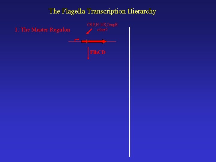 The Flagella Transcription Hierarchy 1. The Master Regulon CRP, H-NS, Omp. R other? Flh.