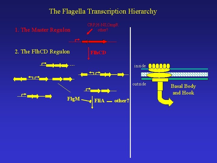 The Flagella Transcription Hierarchy 1. The Master Regulon 2. The Flh. CD Regulon CRP,