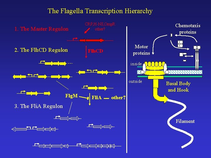 The Flagella Transcription Hierarchy 1. The Master Regulon 2. The Flh. CD Regulon CRP,