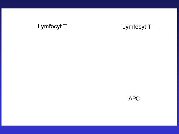 Lymfocyt T APC 
