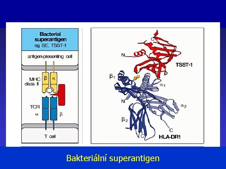 Bakteriální superantigen 