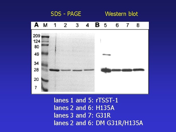 SDS - PAGE lanes 1 2 3 2 and and Western blot 5: 6: