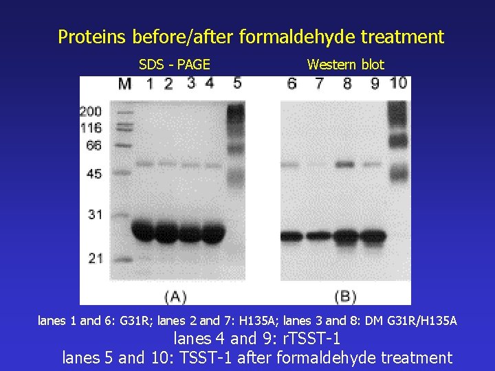 Proteins before/after formaldehyde treatment SDS - PAGE Western blot lanes 1 and 6: G