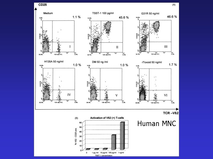 Human MNC 