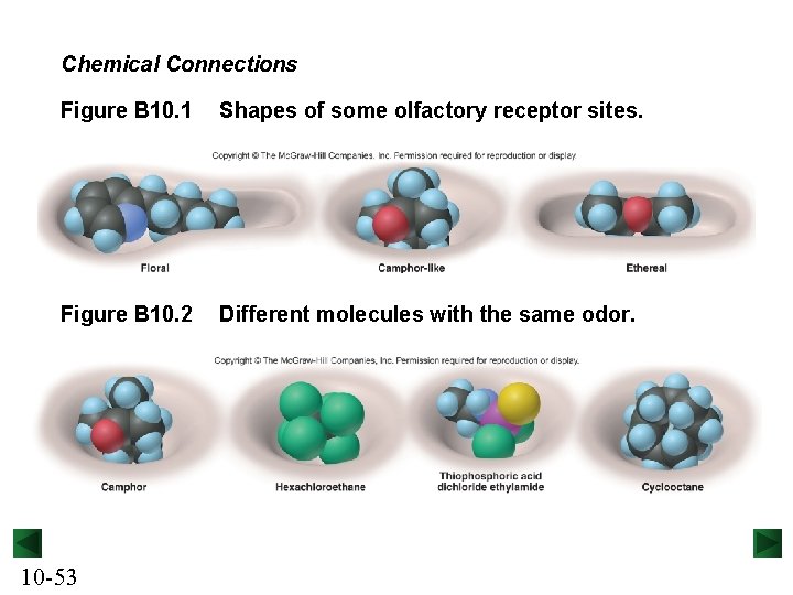 Chemical Connections Figure B 10. 1 Shapes of some olfactory receptor sites. Figure B