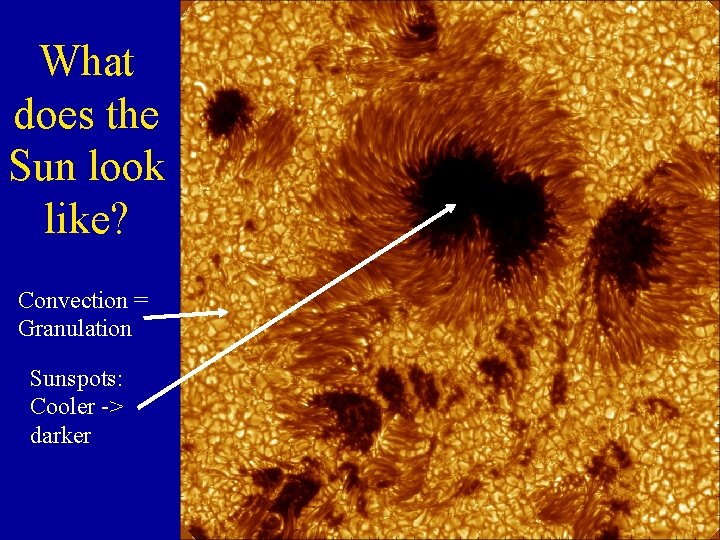 What does the Sun look like? Convection = Granulation Sunspots: Cooler -> darker 