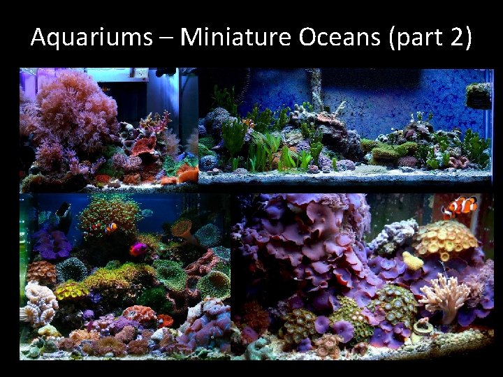 Aquariums – Miniature Oceans (part 2) 