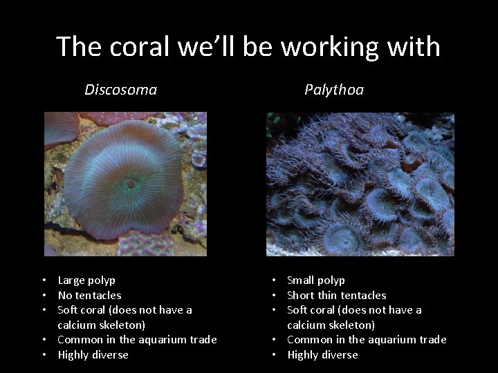 The coral we’ll be working with Discosoma • Large polyp • No tentacles •