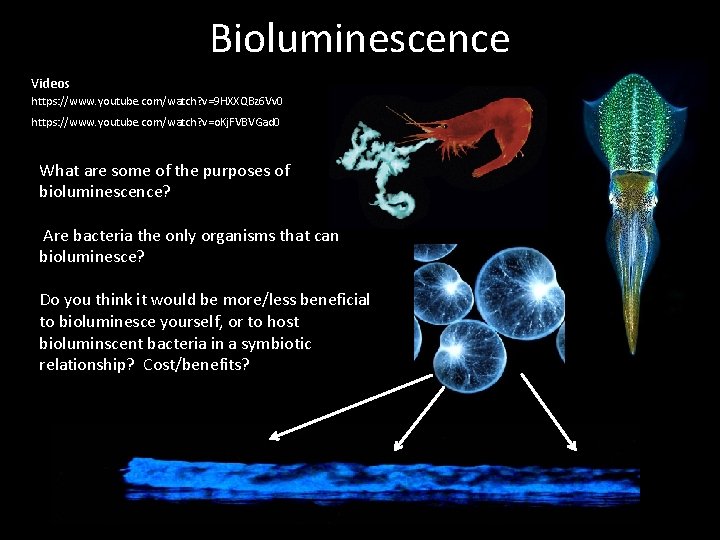 Bioluminescence Videos https: //www. youtube. com/watch? v=9 HXXQBz 6 Vv 0 https: //www. youtube.