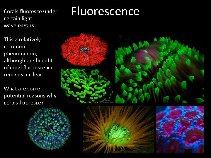 Corals fluoresce under certain light wavelengths This a relatively common phenomenon, although the benefit