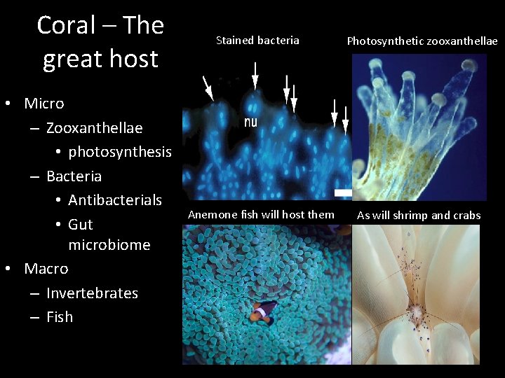 Coral – The great host • Micro – Zooxanthellae • photosynthesis – Bacteria •