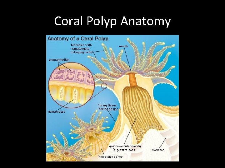 Coral Polyp Anatomy 