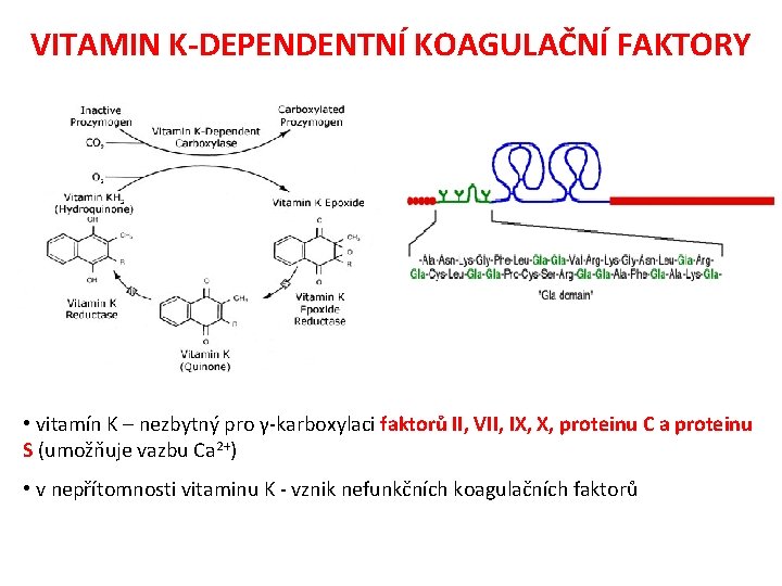 VITAMIN K-DEPENDENTNÍ KOAGULAČNÍ FAKTORY • vitamín K – nezbytný pro γ-karboxylaci faktorů II, VII,