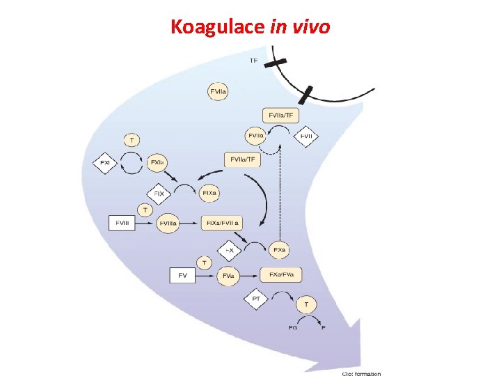 Koagulace in vivo 