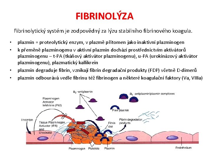 FIBRINOLÝZA Fibrinolytický systém je zodpovědný za lýzu stabilního fibrinového koagula. • • plazmin =