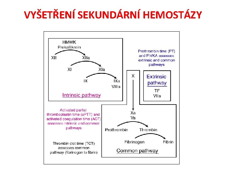 VYŠETŘENÍ SEKUNDÁRNÍ HEMOSTÁZY 