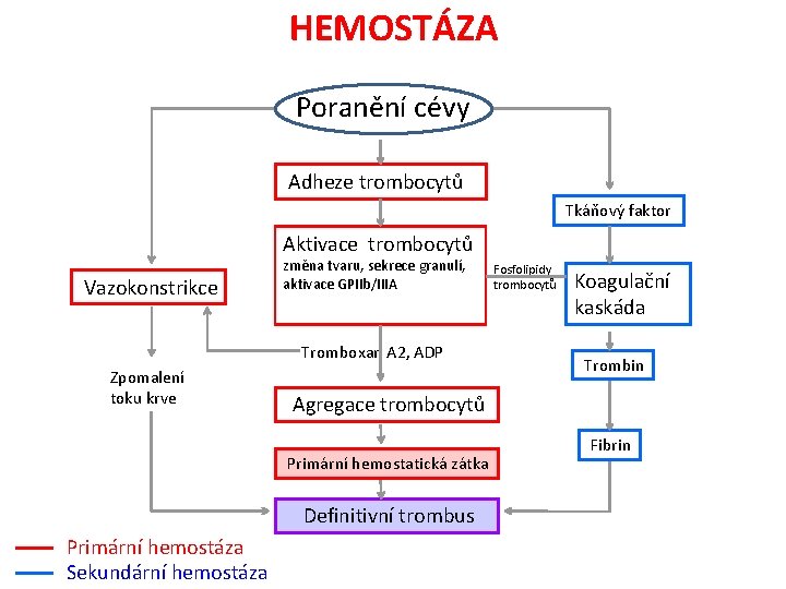 HEMOSTÁZA Poranění cévy Adheze trombocytů Tkáňový faktor Aktivace trombocytů Vazokonstrikce změna tvaru, sekrece granulí,