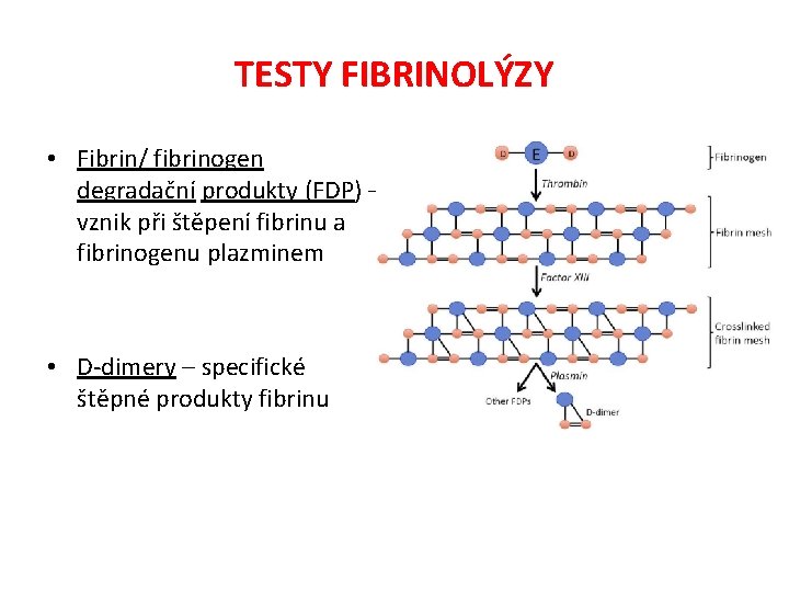 TESTY FIBRINOLÝZY • Fibrin/ fibrinogen degradační produkty (FDP) – vznik při štěpení fibrinu a