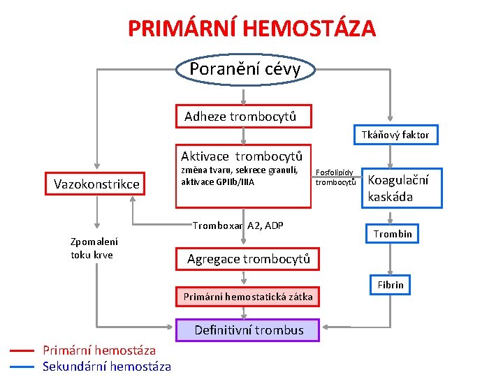 PRIMÁRNÍ HEMOSTÁZA Poranění cévy Adheze trombocytů Tkáňový faktor Aktivace trombocytů Vazokonstrikce změna tvaru, sekrece