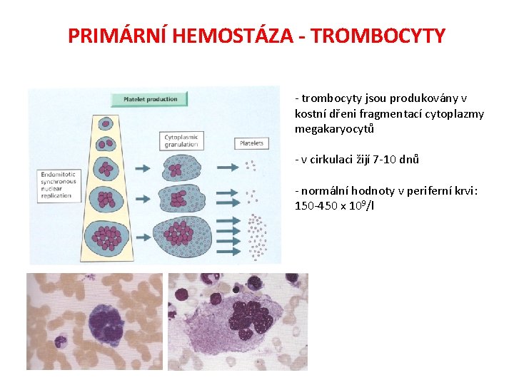 PRIMÁRNÍ HEMOSTÁZA - TROMBOCYTY - trombocyty jsou produkovány v kostní dřeni fragmentací cytoplazmy megakaryocytů